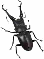リボジオ　ギラファとタガメのセット　匿名配送 リボジオ ギラファとタガメのセット 匿名配送 リボジオ ギラファ